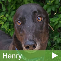 TB Henry.jpg