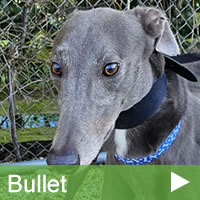 TB_Bullet 2021_1.jpg