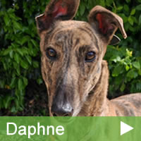TB_Daphne.jpg